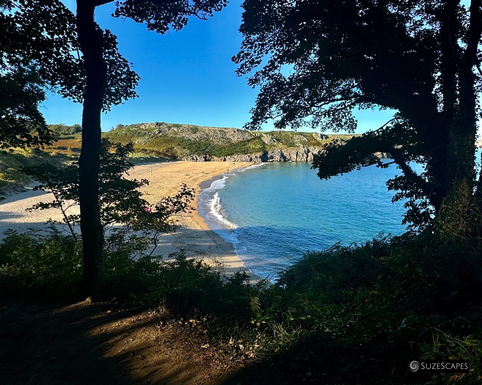 Barafundle beach through trees from the coast path, Pembrokeshire, Wales