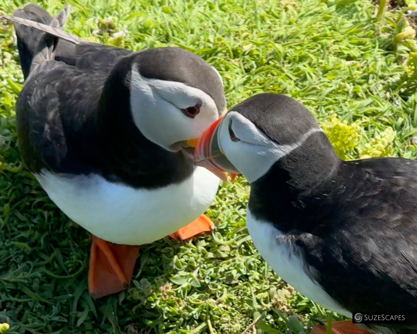 Skomer Island puffins at play, Pembrokeshire, Wales