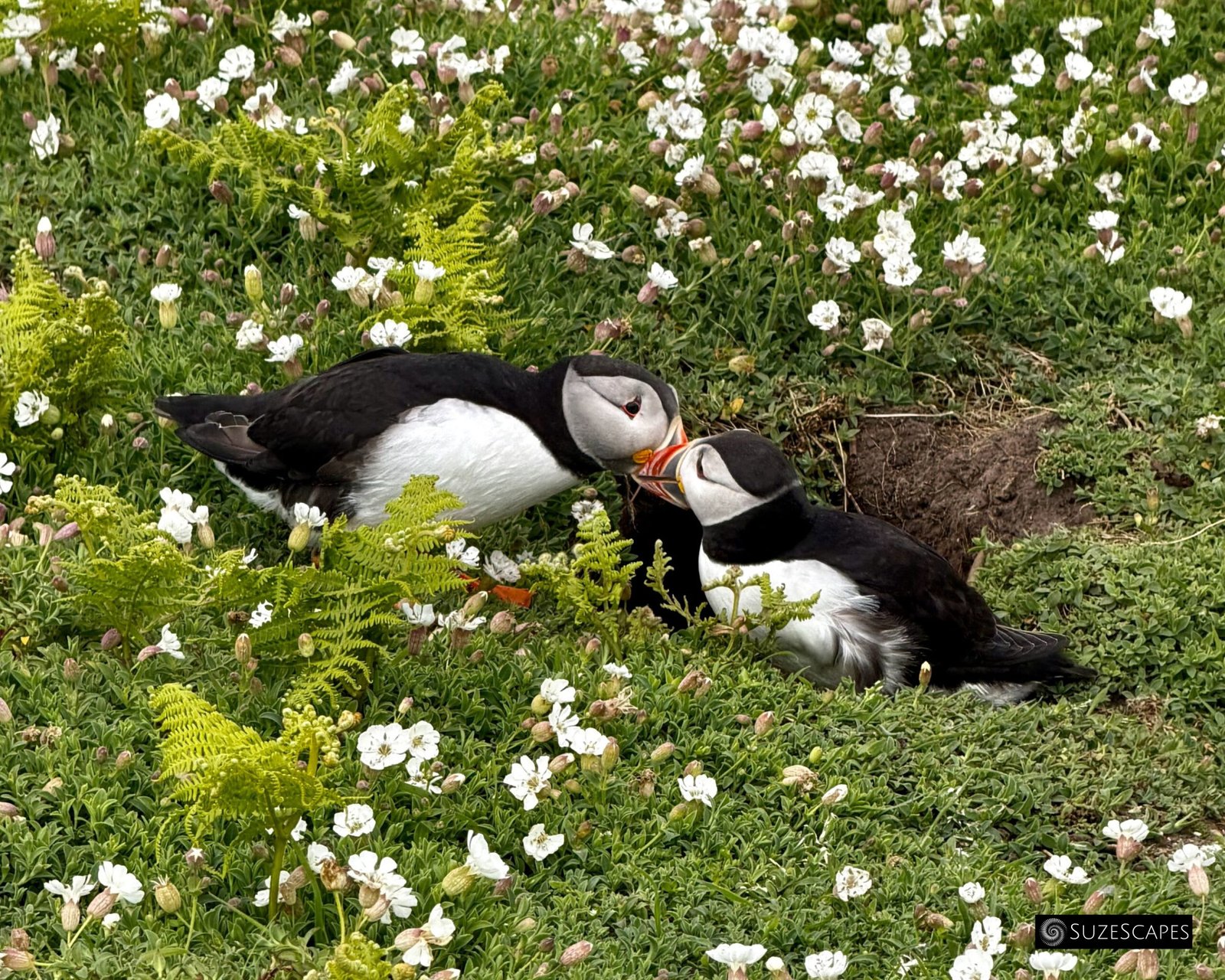 Skomer Island puffins at play, Pembrokeshire, Wales